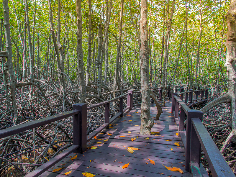 walkway on the mangrove forest at Pranburi nation park,Thailand