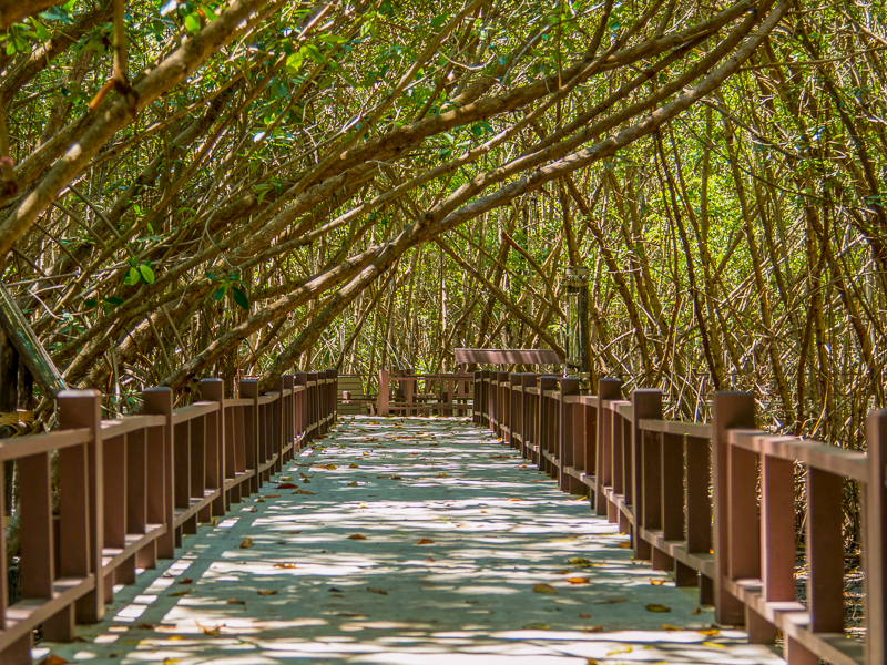 cement Bridge along the mangrove forest